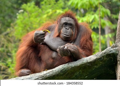 Orang Utan