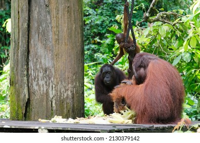 Orang utan eating their lunch at The Sepilok Orang Utan Rehabilitation Centre is a place to rehabilitate orphaned orangutans