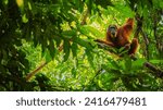 Orang utan hanging in tree orangutan ape sumatra bukit lawang indonesia