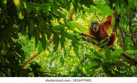 Orang utan hanging in tree orangutan ape sumatra bukit lawang indonesia