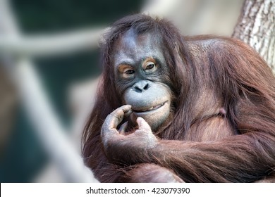 Orang Utan Monkey Looking At You While Cleaning Teeth With Finger Hand