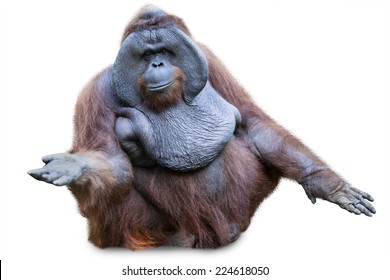 Orang utan / Orangutan sitting shot over white background