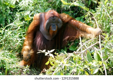 Orang Utan Is A Rare Animals To Be Save.