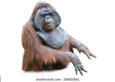 Orang Utan Sitting On White Background