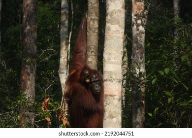 Orang Utan, Tanjung Puting National Park