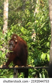 Orang Utan, Tanjung Puting National Park