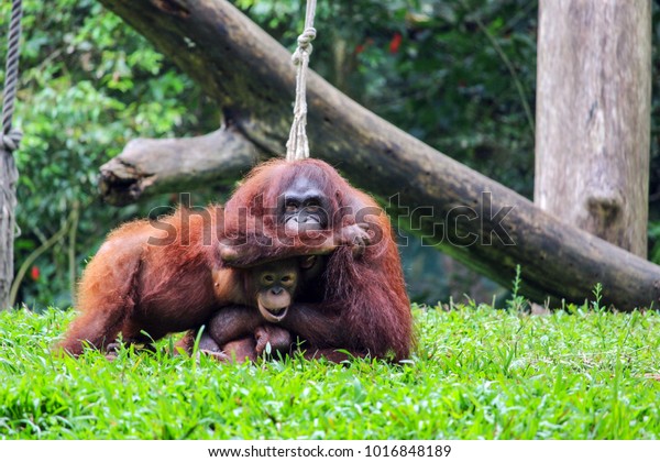 Orang Utan These Mother Child Were Stock Photo Edit Now