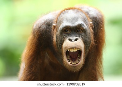 Orang Utan Is A Type Of Great Ape With Long Arms And Reddish Or Brown Hair, Which Lives In Tropical Forests Of Indonesia And Malaysia, Especially On The Islands Of Borneo Kalimantan And Sumatra