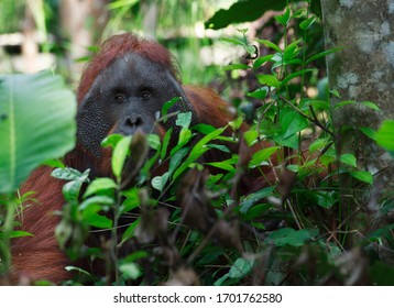 Orangatan Animals Threatened Extinction Borneo Forest Stock Photo ...