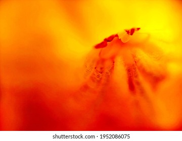 Orange Abstract Of Flower Patel Wallpaper