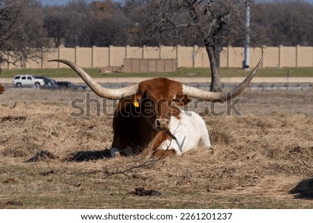 An orange ad white Longhorn cow with long, curved horns relaxing in a bed of hay in a ranch pasture while cars drive by on a road in the background.