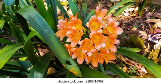 3 Imantophyllum Miniatum Images, Stock Photos & Vectors | Shutterstock