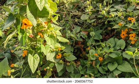 orange and yellow Thunbergia alata 