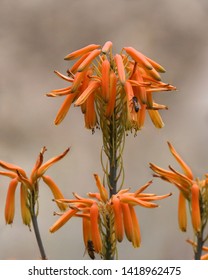 Orange Aloe Vera Blossom (aloe Barbadensis)