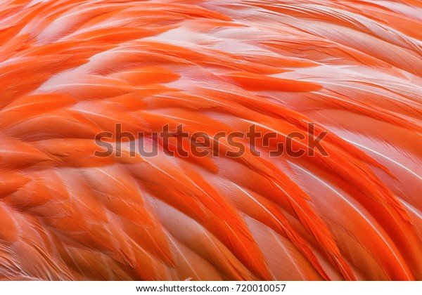 Orange American Flamingo Phoenicopterus Ruber Feathers Stock Photo ...