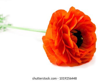 Orange Anemone Coronaria Flower Isolated On A White Background