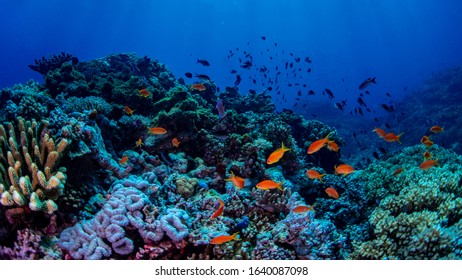 Orange Anthias Fish Swimming Over The Reef In Fiji