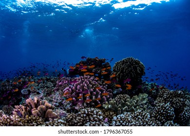 Orange Anthias Fish Swimming Over The Coral Reef