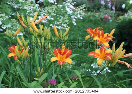 Orange and apricot color flowers of daylily Frans Hals in a summer garden.
