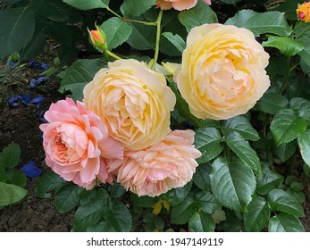 Orange and apricot color Modern Shrub Rose Andre Turcat and Yellow color Modern Shrub Chateau de Cheverny flower in a garden in July 2020. Idea for postcards, greetings, invitations, posters, wedding 