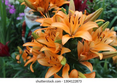 Orange Asiatic Lily