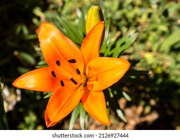 An Orange Asiatic Lily Flower