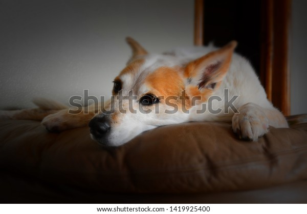 orange cattle dog