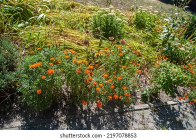 Orange Autumn Flowers In The City Flower Bed.