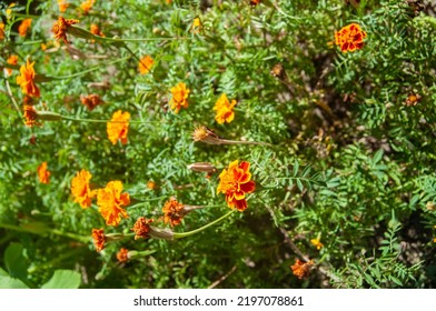 Orange Autumn Flowers In The City Flower Bed.