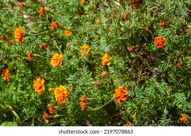 Orange Autumn Flowers In The City Flower Bed.