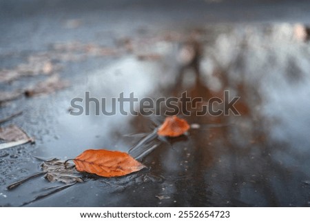 Similar – Image, Stock Photo bonnet decoration