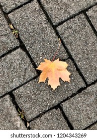 orange autumn leaf on asphalt
