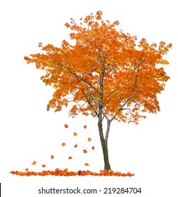 Orange Autumn Maple Tree Isolated On White Background