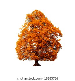 Orange Autumn Tree Isolated On White