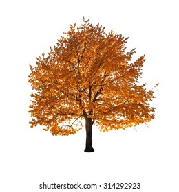 Orange Autumn Tree Isolated On White Background