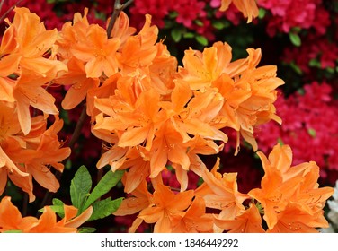 Orange Azalea Bush Flower At Garden