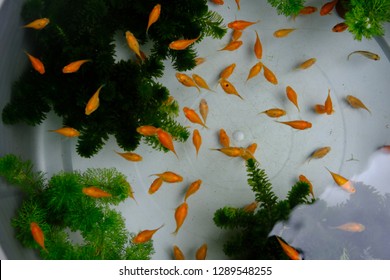 Baby Fish High Res Stock Images Shutterstock