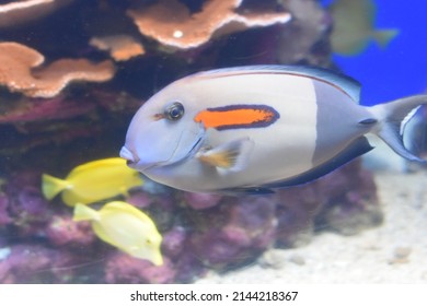 Orange Band Surgeon Fish Swimming Near Coral Reef - Acanthurus Olivaceus