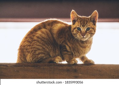 An Orange Barn Cat With Stripes Stalks The Upper Rafters Of A Hayloft In A Barn In Rural Ontario Canada.  This Cat Is Just Out Of It's Kitten Stage.