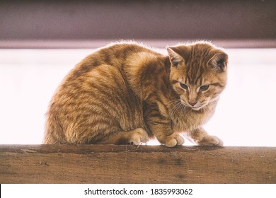 An Orange Barn Cat With Stripes Stalks The Upper Rafters Of A Hayloft In A Barn In Rural Ontario Canada.  This Cat Is Just Out Of It's Kitten Stage.