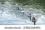 Orange beaked goose family inside water lake. Selective focus included. Open space area.