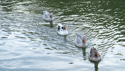Orange Beaked Goose Family Inside Water Lake. Selective Focus Included. Open Space Area.