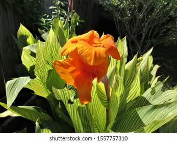'Orange Beauty' canna lily in bloom, Florida
