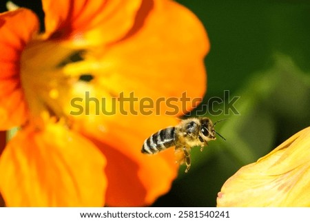 Similar – Image, Stock Photo May flies by Forest trees