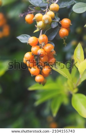 Orange berries of golden dewdrop. (Duranta erecta, Pigeon Berry)	
