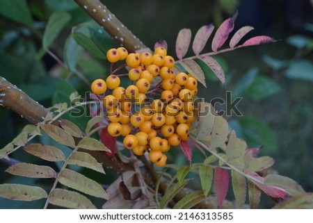 Orange berries of mountain-ash or rowan 'Autumn Spire' (Sorbus aucuparia)