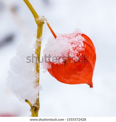 Similar – Physalis Frucht im Garten.