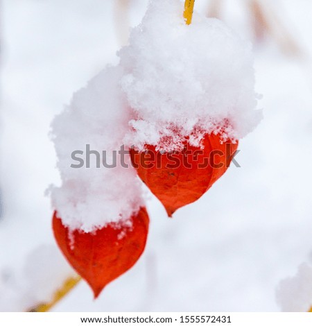 Similar – Physalis Frucht im Garten.