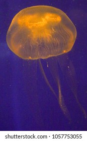 Orange Bioluminescent Jellyfish