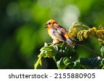 Orange bird chirping on branch - Foudia Madagascariensis from Mauritius